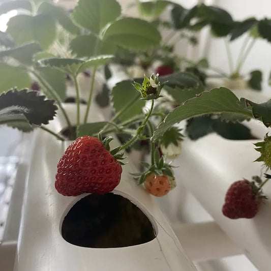 NFT Garden Kit Farm Hydroponics Grow System Family Greenhouse Planter