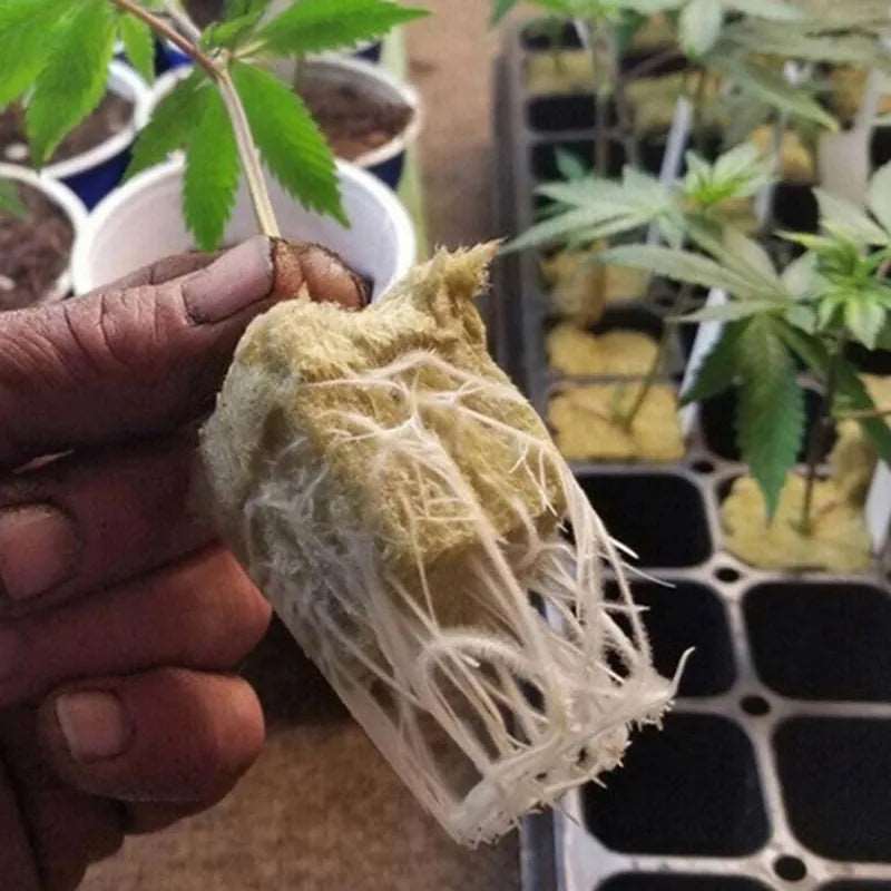 Hydroponic Grow Media Cubes Plant Seedling Block